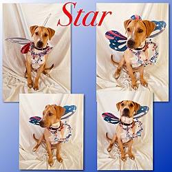 Thumbnail photo of Star - Pawsitive Direction #2