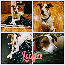 Thumbnail photo of Laya #4