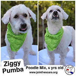 Thumbnail photo of Ziggy Pumba #2