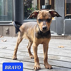 Photo of Bravo