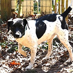 Photo of Star Femal Jack Russel Mix 6 Months Old