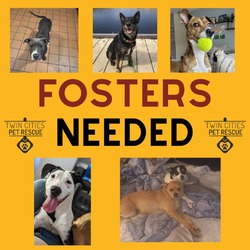 Thumbnail photo of Dog/Puppy Fosters Needed! #2