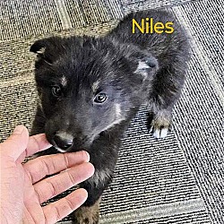 Photo of Niles