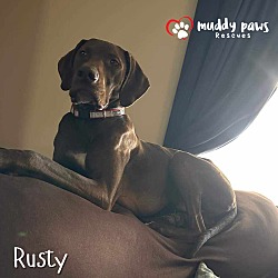 Thumbnail photo of Rusty (Courtesy Post) #4