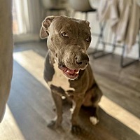 adopt a pet