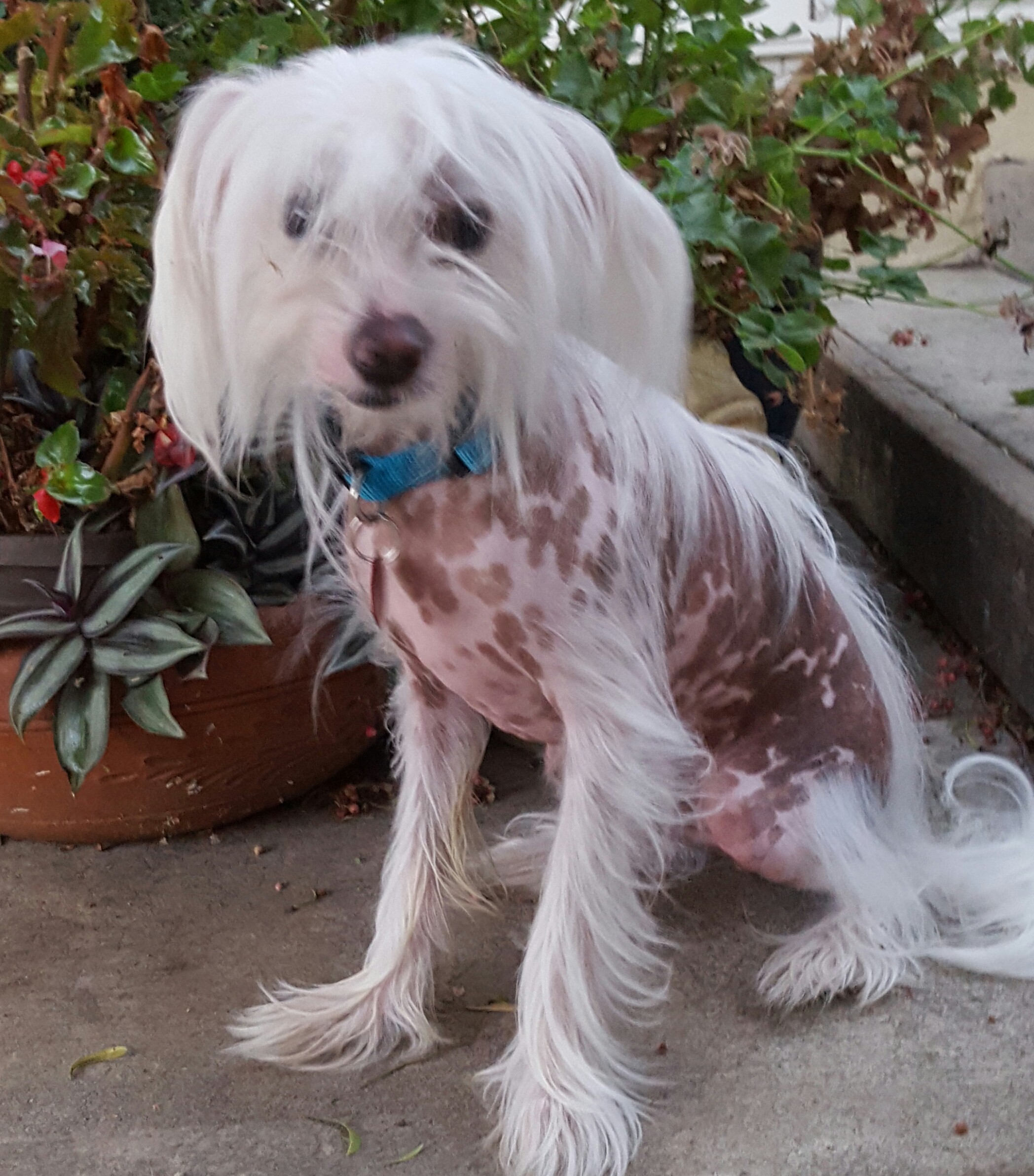 Los Angeles Ca Chinese Crested Meet Fabulous Fabio A Pet For Adoption