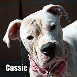 Thumbnail photo of Cassie #1