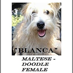 Thumbnail photo of Blanca (in adoption process) #1