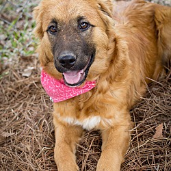 Thumbnail photo of Sandy/adopted! #2