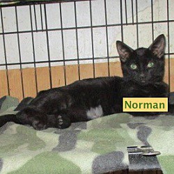 Thumbnail photo of Norman-adopted 3-01-20 #2