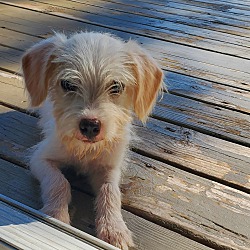 Thumbnail photo of Winston the Maltese Mix Puppy #2