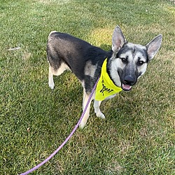Thumbnail photo of Cooper (GSD) #4