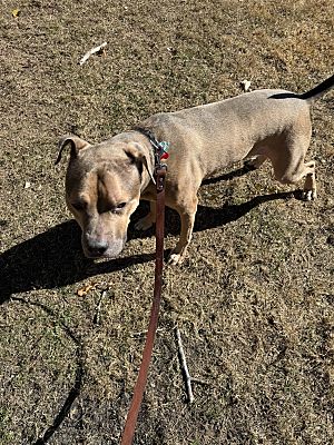 Atlanta, GA - Boxer/Pitsky. Meet King a Pet for Adoption - AdoptaPet.com