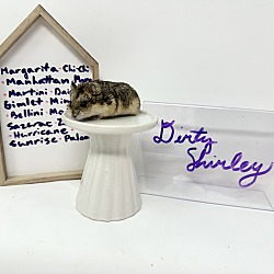 Photo of Dirty Shirley