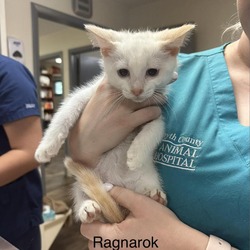 Thumbnail photo of Kaiju Kitten: Ragnarok #3