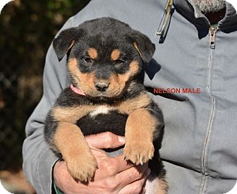 akita rottweiler mix puppies