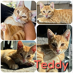 Photo of Teddy