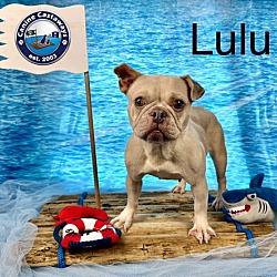 Thumbnail photo of Lulu #3