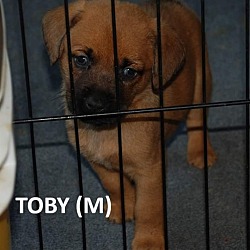 Thumbnail photo of Patriot Babies : Toby #1