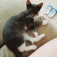 adopt a pet