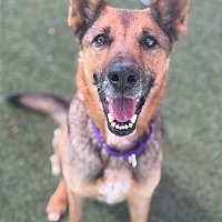 adopt a pet