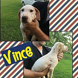 Thumbnail photo of Vince-in CT #1