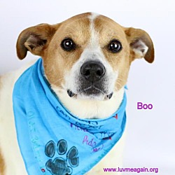 Photo of Boo - Needs Foster