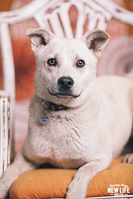 Portland Or Shiba Inu Meet Rontu A Pet For Adoption