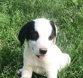 dna for dogs petsmart