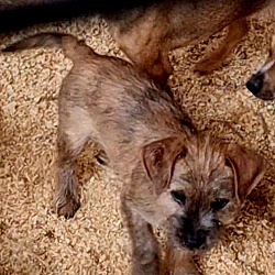 Thumbnail photo of Yorki Chi X Puppies #1