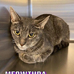 Thumbnail photo of Meowthra #1