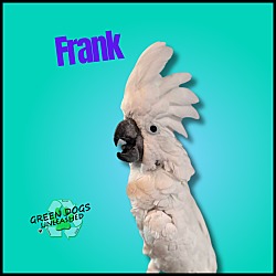 Thumbnail photo of Frank #1