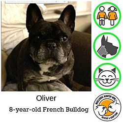 Photo of Oliver - pending