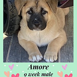 Photo of AMORE- 9 WEEK MALE LAB SHEPHER