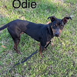 Thumbnail photo of Odie #2