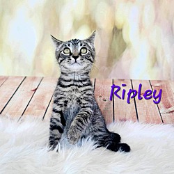 Thumbnail photo of Ripley #4