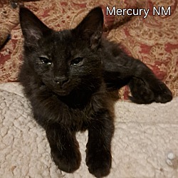 Thumbnail photo of Stella - Mercury #1