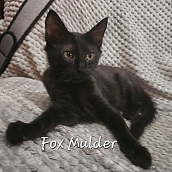 Thumbnail photo of Fox Mulder #2