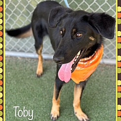 Thumbnail photo of TOBY #3