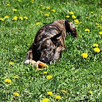 adopt-pet