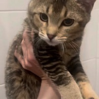 adopt-pet