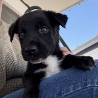 adopt-pet