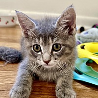 adopt a pet