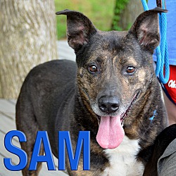 Thumbnail photo of Sam #1
