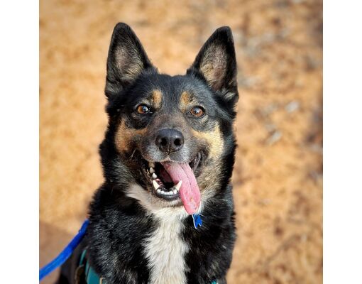 Kanab, UT - Australian Cattle Dog/Mixed Breed (Medium). Meet Chameleon ...