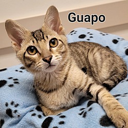 Thumbnail photo of Guapo #2
