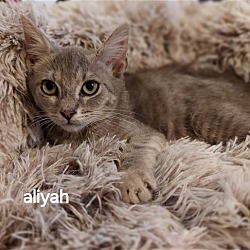 Photo of Aliyah