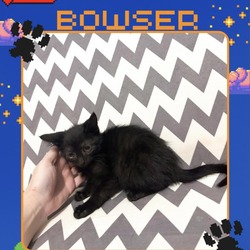 Thumbnail photo of Bowser #1