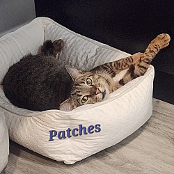 Thumbnail photo of Patches #3