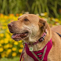 adopt-pet